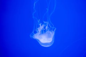 Ghost CMS subscription & membership